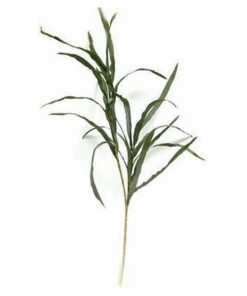 Crenguta de Yucca - 92 cm
