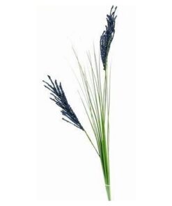 Floarea celebritatii, gloriei si faimei - 95 cm Floarea celebritatii, gloriei si faimei - 95 cm