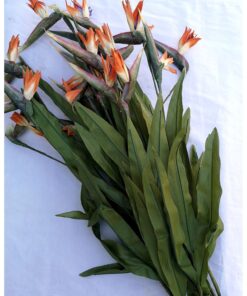 Floarea nobletii - Strelitia - 85 cm - 11 fire Floarea nobletii - Strelitia - 85 cm - 11 fire