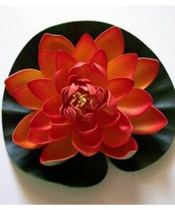 Lotus portocaliu - remediu de dragoste Lotus portocaliu - remediu de dragoste