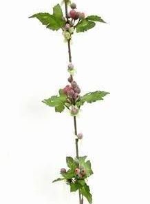 Floarea pasiunii