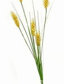 Spicul Bogatiei - remediu de noroc Spicul Bogatiei - remediu de noroc