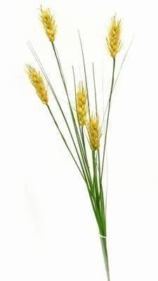 Spicul Bogatiei - remediu de noroc Spicul Bogatiei - remediu de noroc