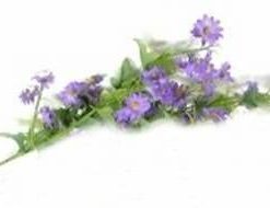 Floarea evolutiei spirituale