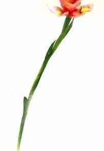 Floare de iris - 86 cm