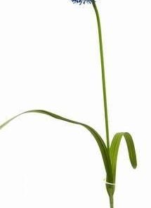 Floarea norocului pentru barbati - 57 cm