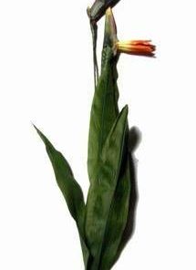 Floarea nobletii - Strelitia - 85 cm