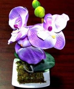 Orhideea fericirii si evolutiei spirituale